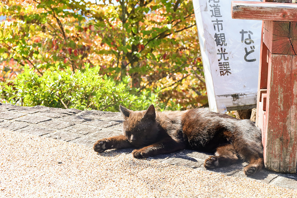 尾道 猫