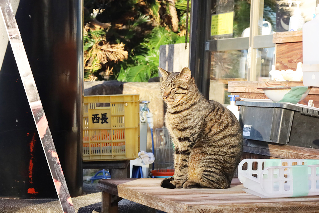 和歌山 加太 猫